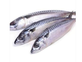 Mackerel