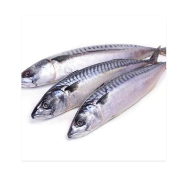 Mackerel